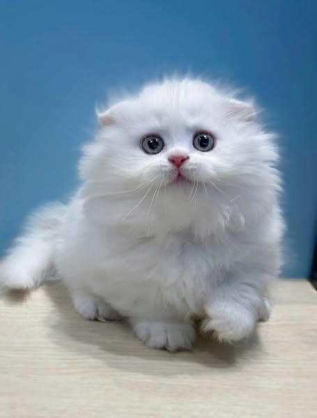 Munchkin Fold Longhair