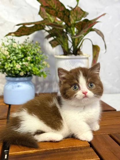 Munchkin