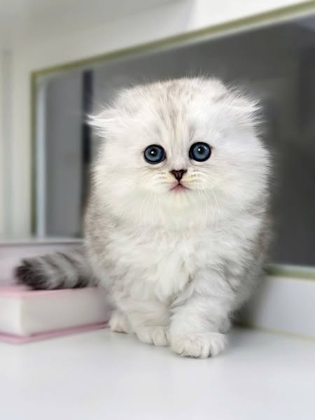Scottish Fold Longhair