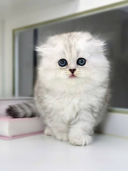 Scottish Fold Longhair