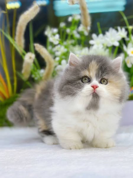 Munchkin Longhair
