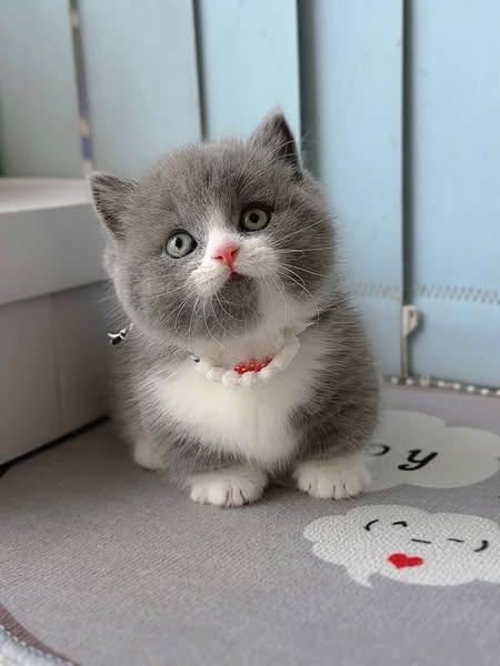 Munchkin