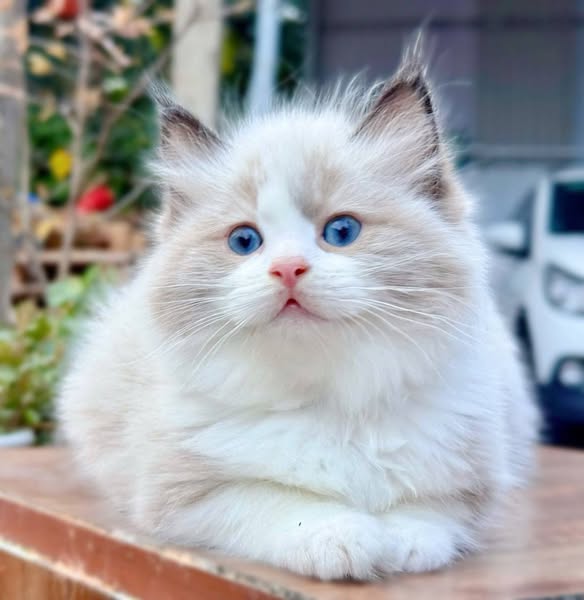 Ragdoll