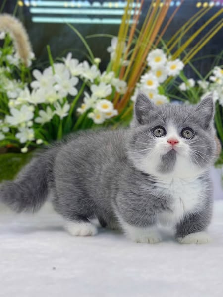 Munchkin