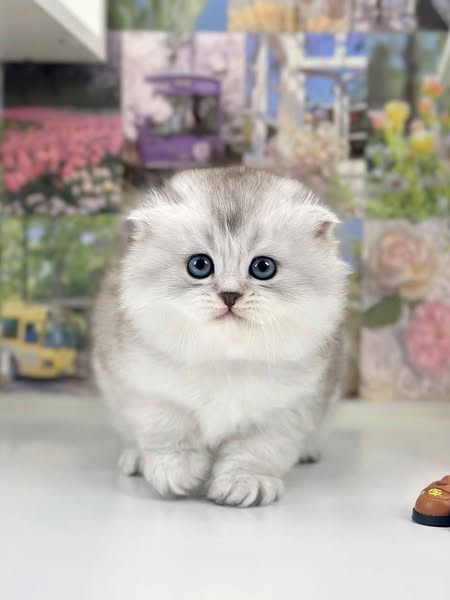 Scottish Fold Longhair