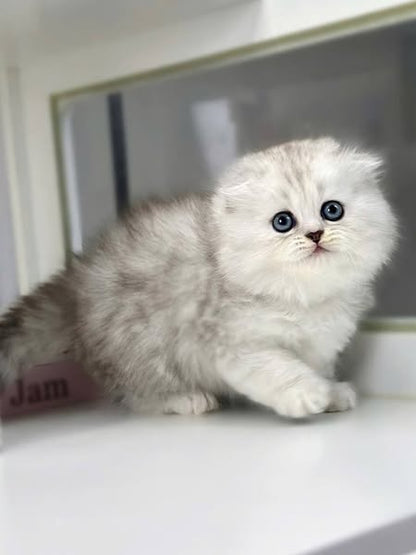 Scottish Fold Longhair
