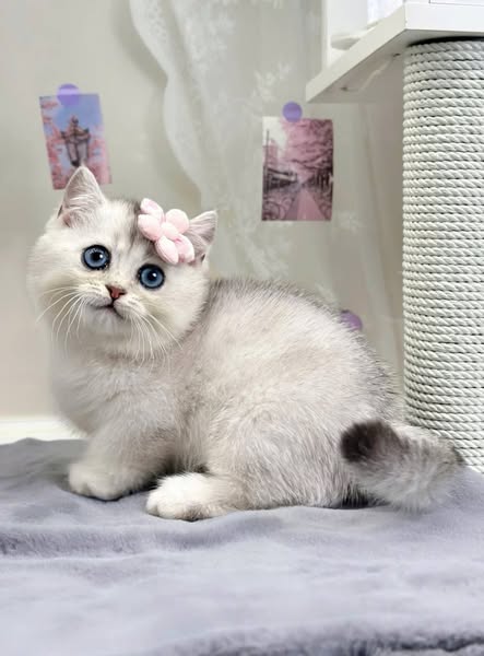 Munchkin