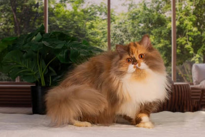British Longhair