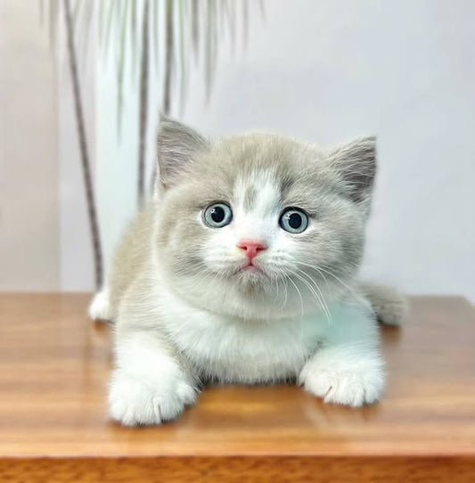 British Shorthair