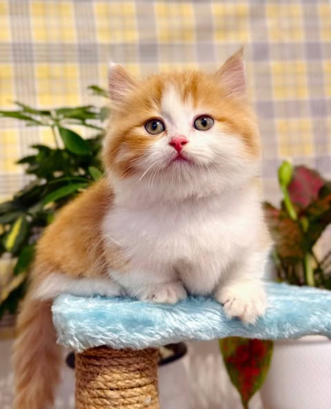 Munchkin Longhair