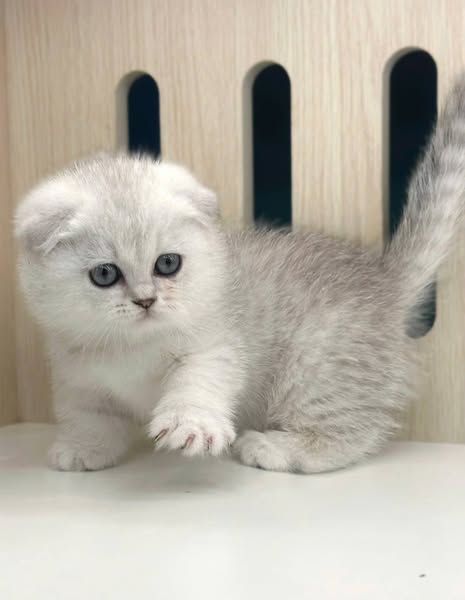 Munchkin Fold