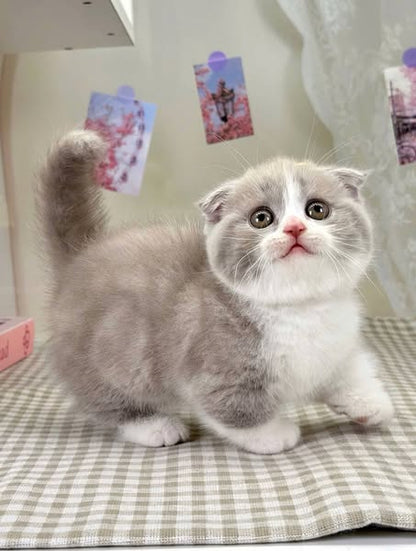 Munchkin Fold