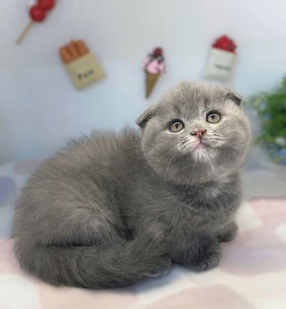Munchkin Fold