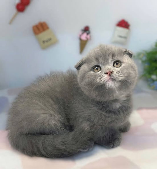 Munchkin Fold
