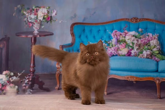 British Longhair