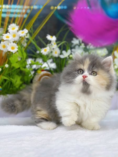 Munchkin Longhair