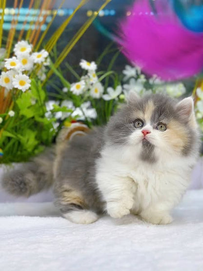 Munchkin Longhair