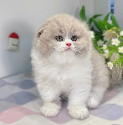 Scottish Fold Longhair