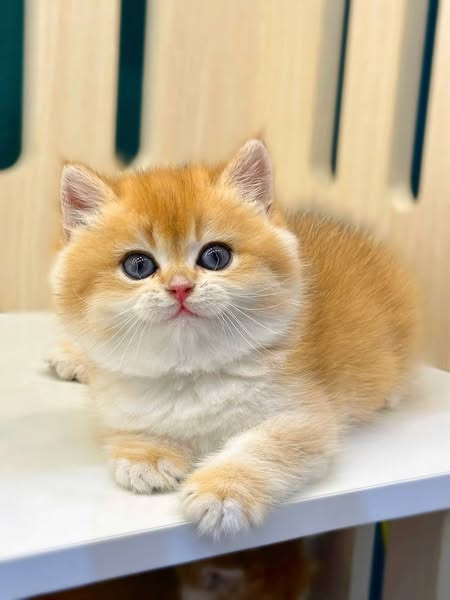 British Shorthair