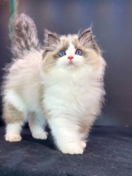 Ragdoll