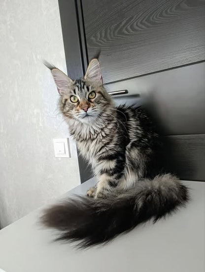 Maine Coon