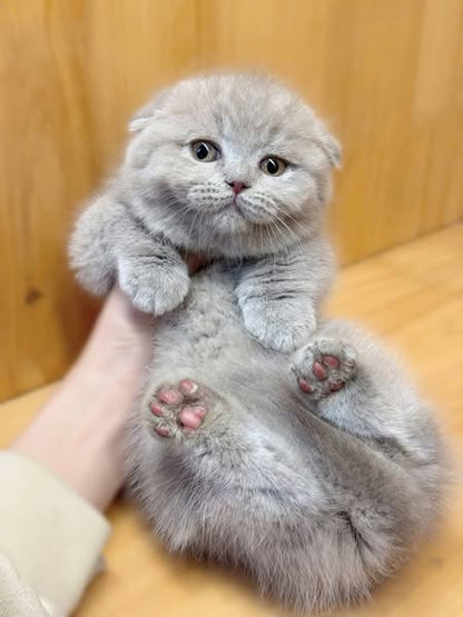 Munchkin Fold