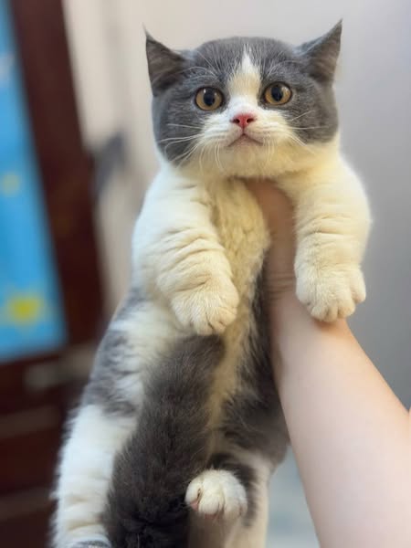 Munchkin
