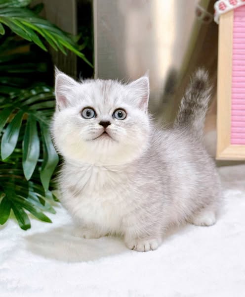 Munchkin