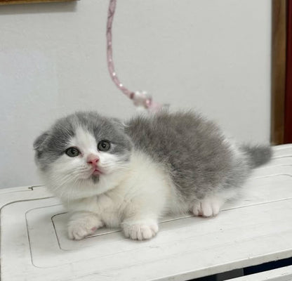 Munchkin Fold