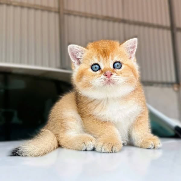 British Shorthair