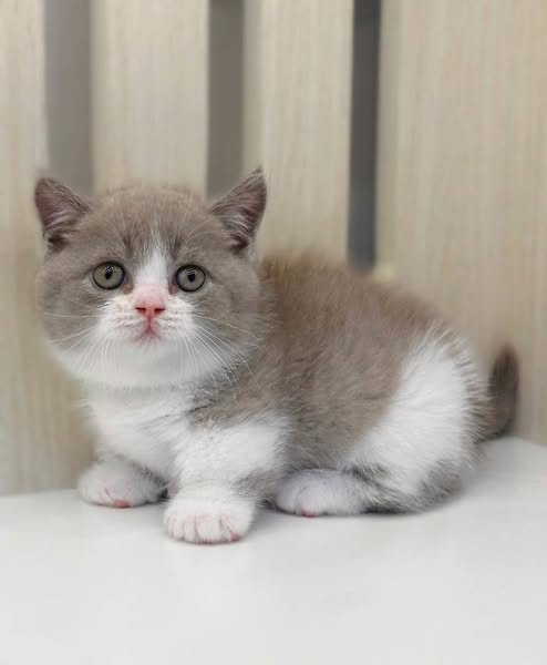 Munchkin