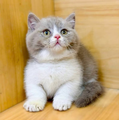 Munchkin