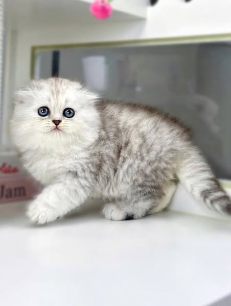 Scottish Fold Longhair