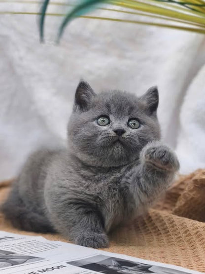 British Shorthair