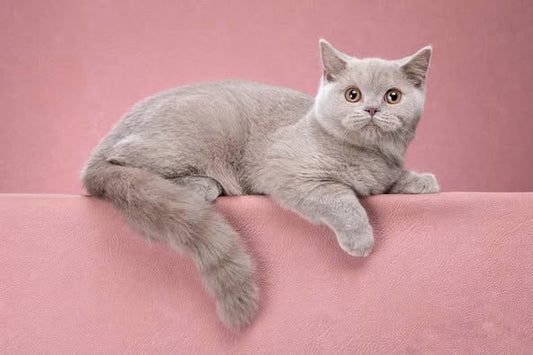 British Shorthair