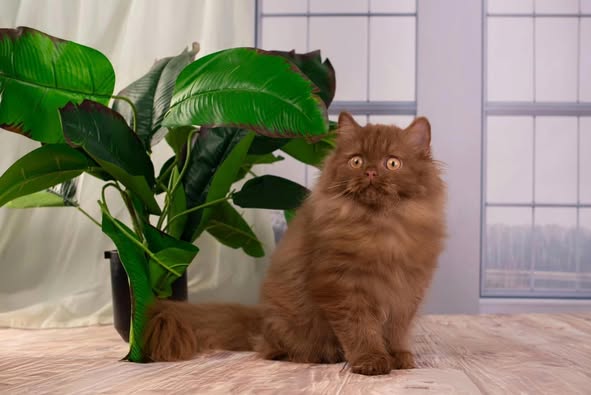 British Longhair