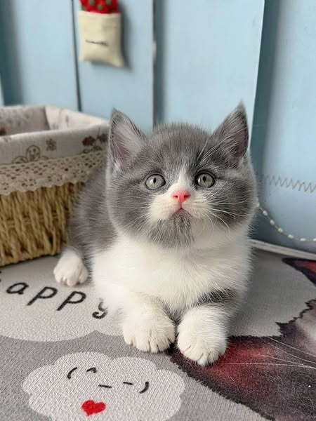 British Shorthair
