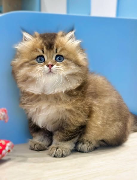 British Longhair