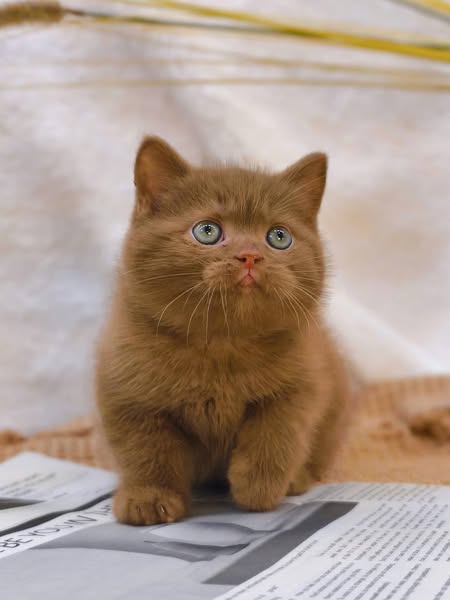 British Shorthair