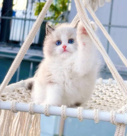 Ragdoll