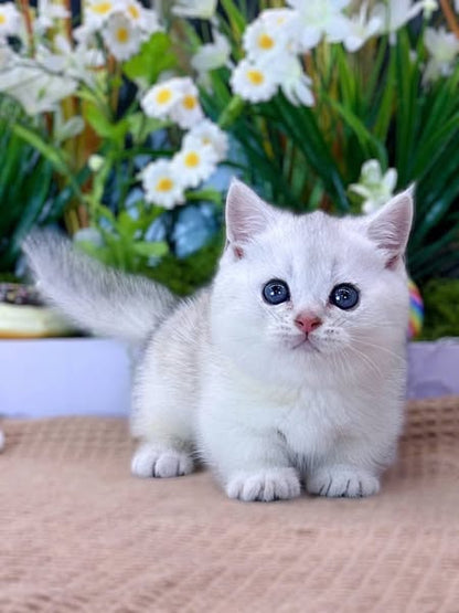 Munchkin