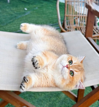 Munchkin