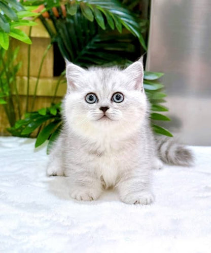 Munchkin