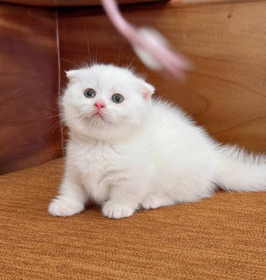 Munchkin Fold