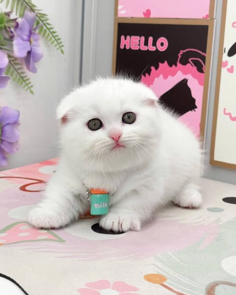 Munchkin Fold