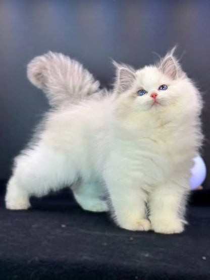 Ragdoll