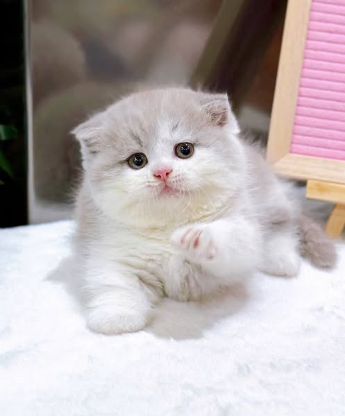 Munchkin Fold