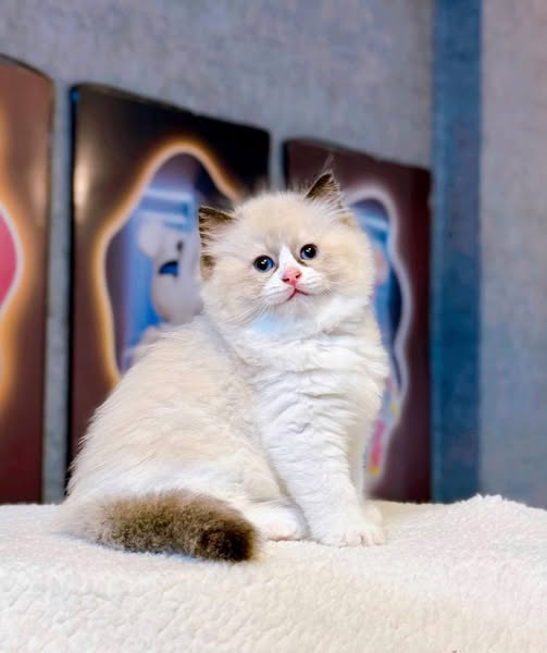 Ragdoll
