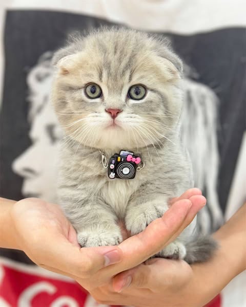 Munchkin Fold