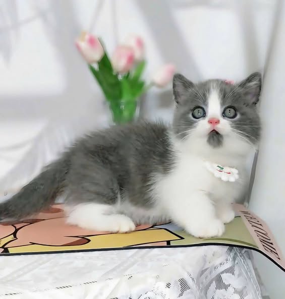 Munchkin